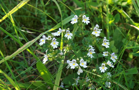 Gewöhnlicher Augentrost (Euphrasia rostkoviana) - © Emanuel Trummer